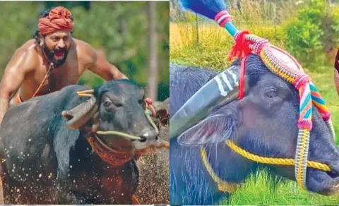 kantara kambala buffalo
