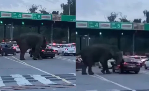 Elephant Hulchul Near Toll Plaza On Dehradun-Haridwar Highway