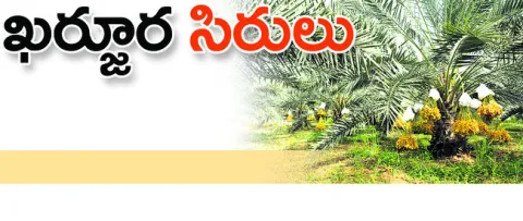 ఎడారి