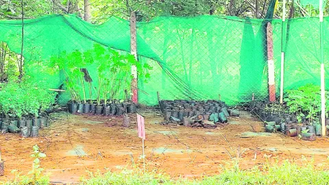 పచ్చద
