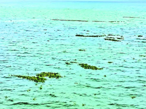 ఎస్సా