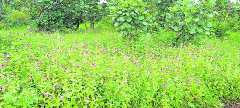 సైబర్