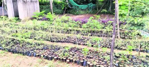 వన మహోత్సవం లక్ష్యం నెరవేరేనా?