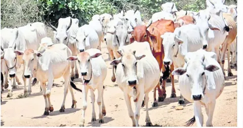 పశువు