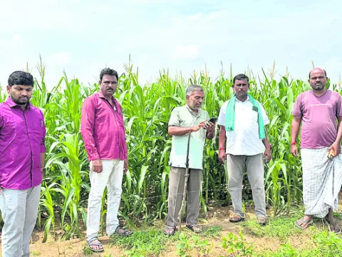 మొక్కజొన్న క్షేత్ర పరిశీలన
