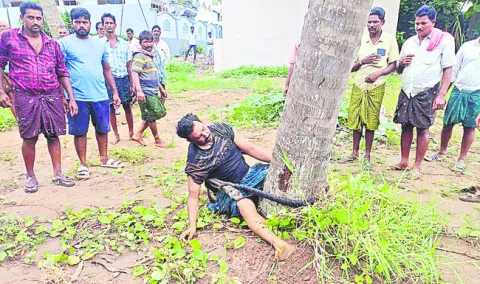 చెట్ట