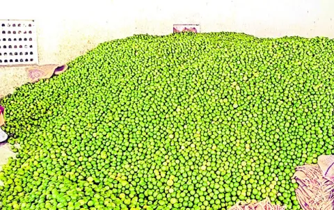 నిమ్మ