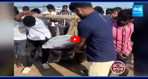 500 KG Big Fish Caught In Net At Anakapalli  1