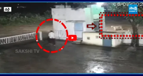 Lion Scared Of Human Video Goes Viral 3