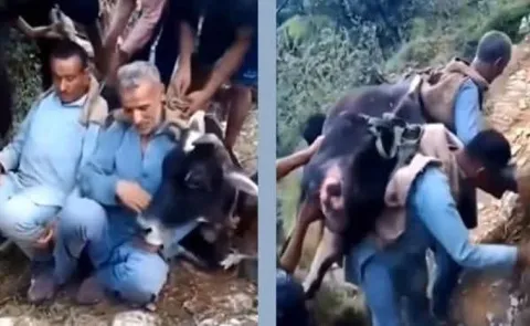Brothers Carry 200 Kg Cow On Their Backs To Save Her Life12
