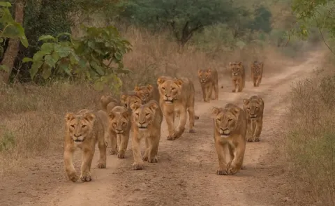  India lion population has registered a significant rise growing to 891