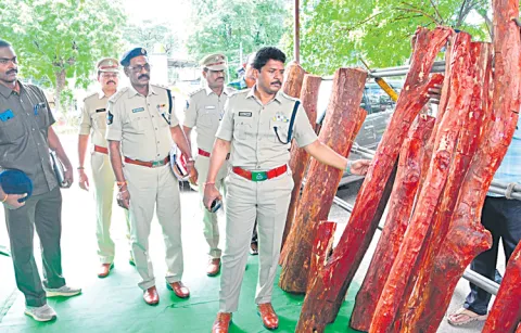 Six red sandalwood smugglers arrested