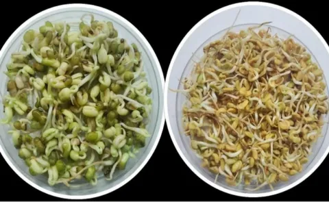 Two crop seeds from Ladakh were sent to space