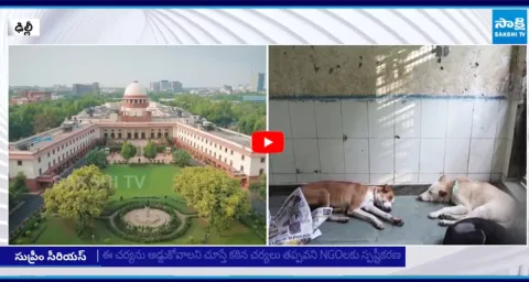 Supreme Court orders removal of stray dogs in Delhi 1