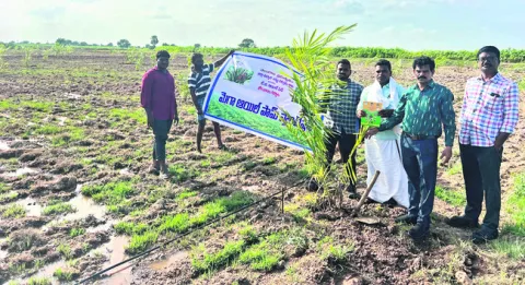 ఆయిల్‌పాం సాగుతో అధిక లాభాలు 