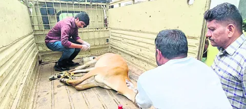 గ్రామంలోకి వన్యప్రాణి