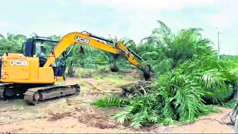 కాపు రాక ఆయిల్‌పామ్‌ మొక్కల తొలగింపు