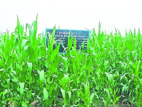 గ్రామానికి చెందిన భూమి మాకే చెందాలి