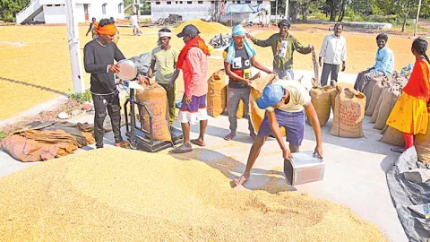 Farmers who sold their crops