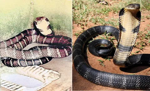 cobra in toilet seat