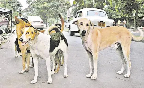Supreme Court Orders Removal of Stray Dogs from Delhi14