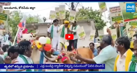 TDP MLA Bandaru Satyananda Rao Fall From Bull Cart in Konaseema 1