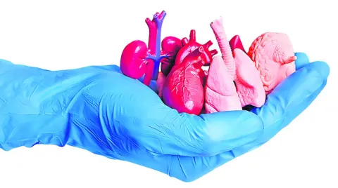 Major organs in the body