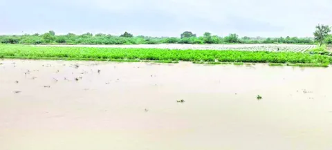 వర్షా