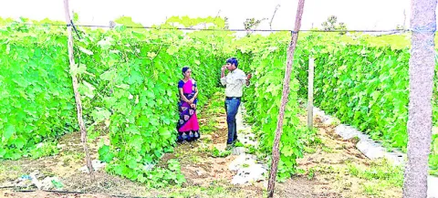 విత్త