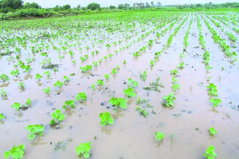 అధిక 