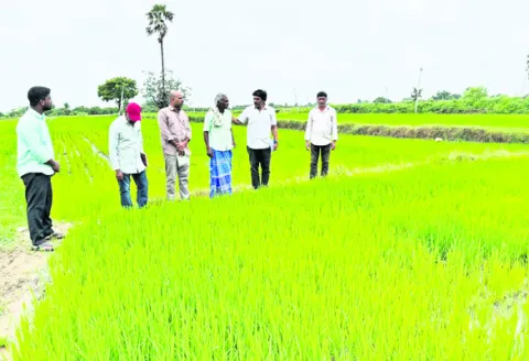 వ్యవసాయ అధికారుల సూచనలు పాటించాలి 