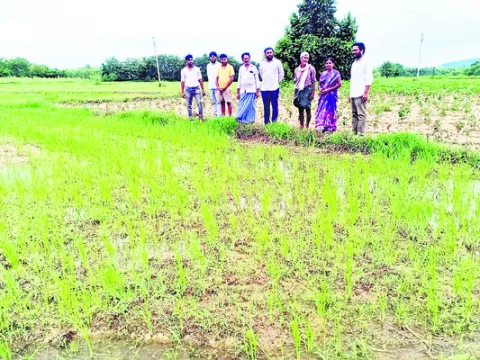 పంటలను పరిశీలించిన శాస్త్రవేత్తలు