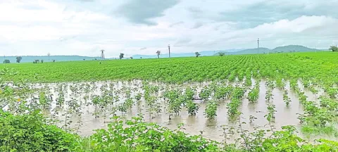 అధిక తేమ పంటలకు చేటు