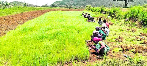 మన్యం