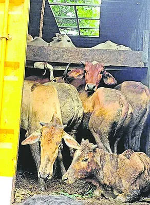 అక్రమంగా తరలిస్తున్న గోవుల పట్టివేత 