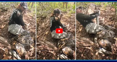 Huge Python Attack On Man Video Goes Viral  1