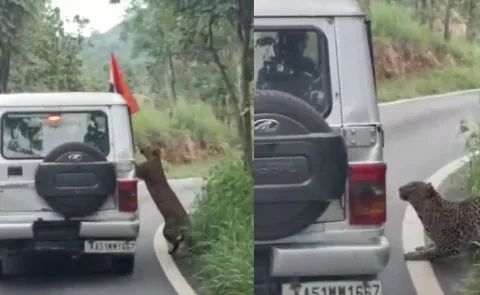 Bengaluru  Leopard attacks 13 year old boy