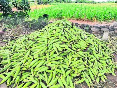 పచ్చి