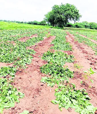 పత్తి చేను ధ్వంసం