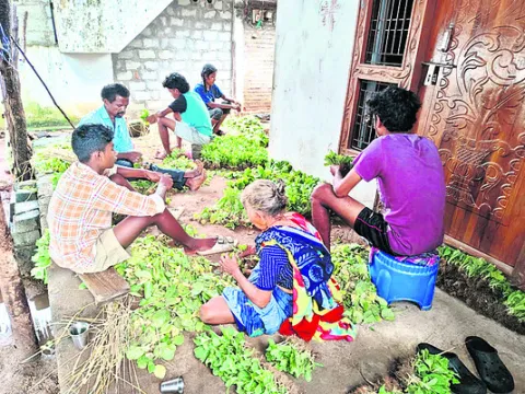 బర్లీ సాగుపై పెరుగుతున్న ఆసక్తి 