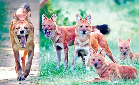 Wild Dogs In India