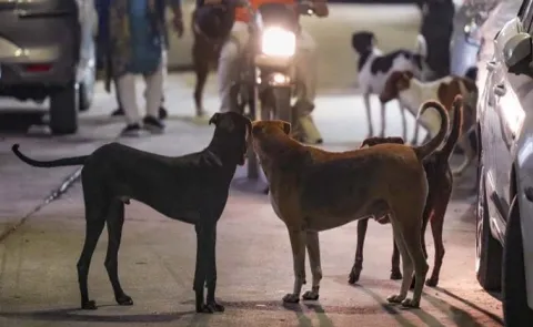 content creator Shirin Sewani poses as a dog to show goes Viral