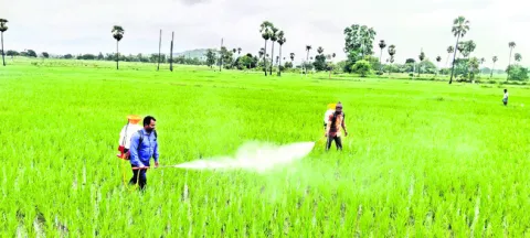 పంటలను ఆశిస్తున్న తెగుళ్లు