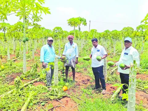 బొప్ప
