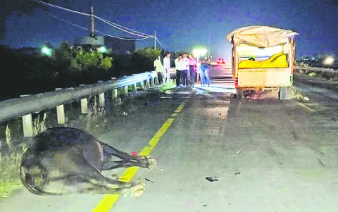 ఆటో ఢీకొని రెండు గేదెలు మృతి