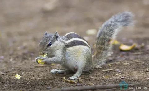 Squirrel sparked short circuit damages crop