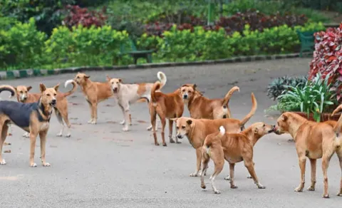 Sakshi Editorial On Street Dogs Issue In India