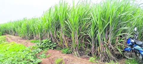చెరుక