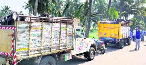 పశువధ