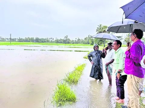 నీటమునిగిన పంటలు పరిశీలించిన అధికారులు